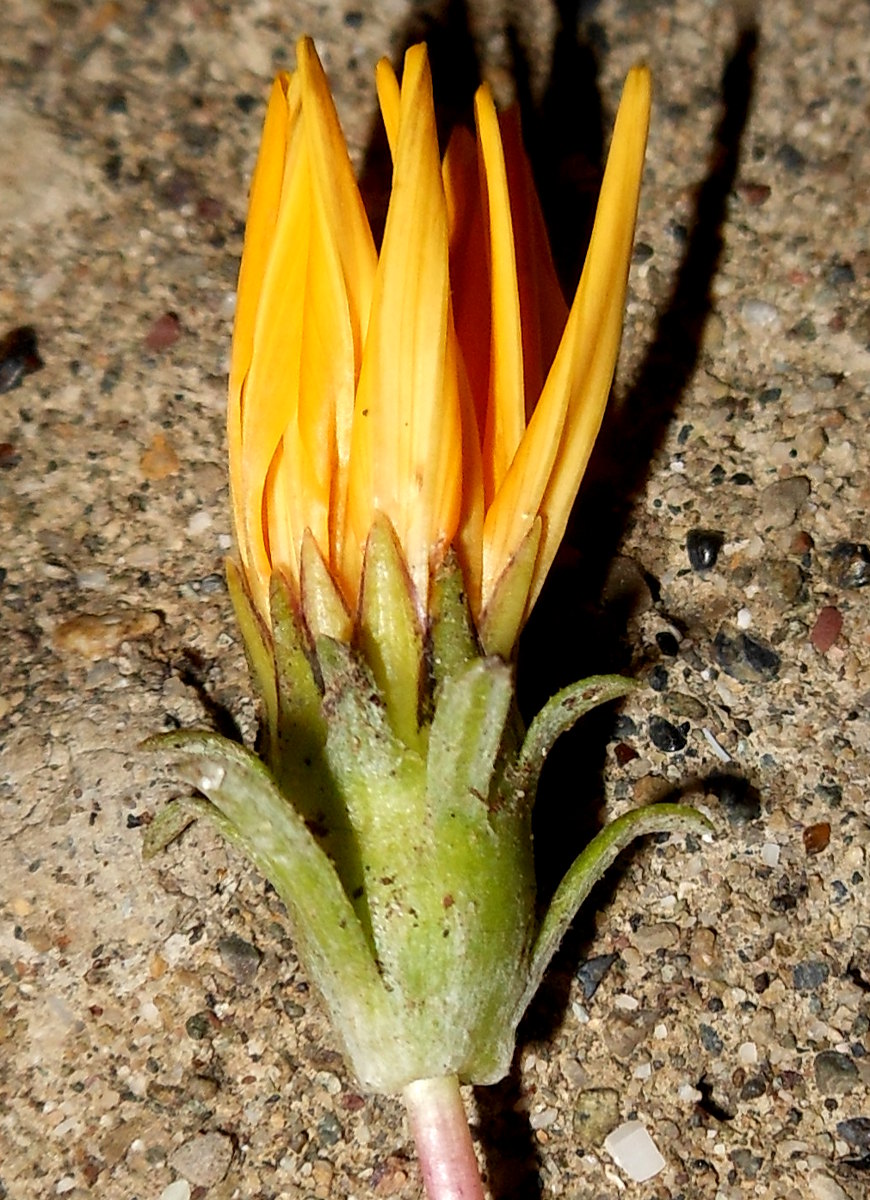 Gazania rigens (L.) Gaertn. var. rigens